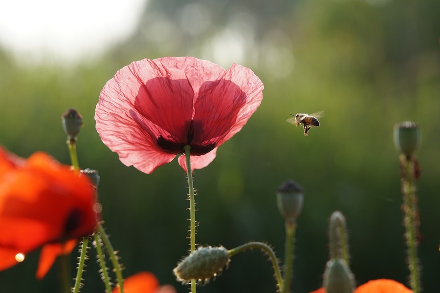 Le monde survivra-t-il aux abeilles ?