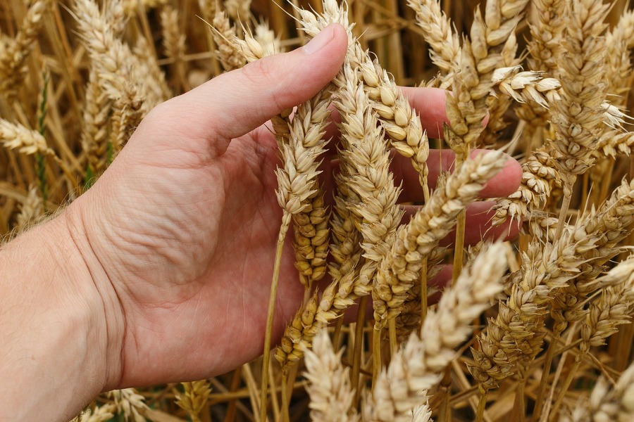 GEOPOLITIQUE DE LA SECURITE ALIMENTAIRE